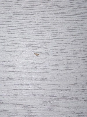 ДО 80 Дрезден дуб нордик, покрытие Экошпон (ALBERO) лот 18178524